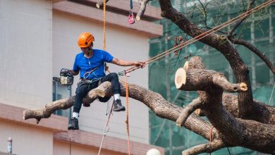 How Tree Services Enhance Your Property's Health And Beauty